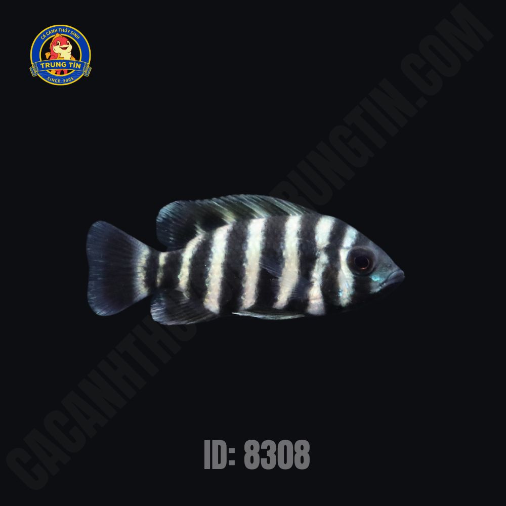 cá hoàng tủ châu trung - Hình 2