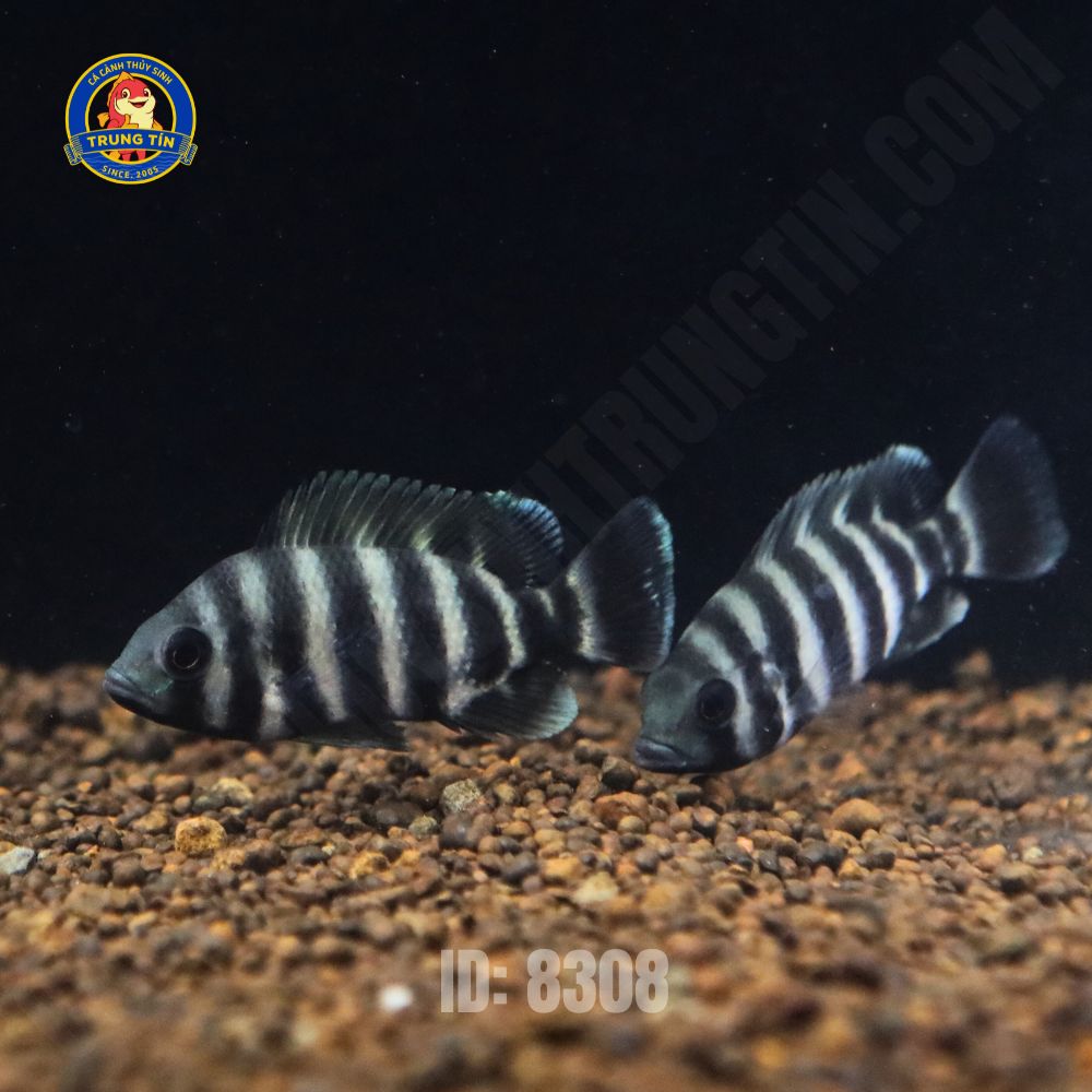 cá hoàng tủ châu trung - Hình 3