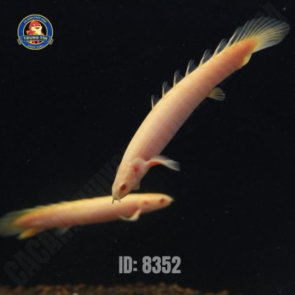 KHỦNG LONG ABINO - 120.000
