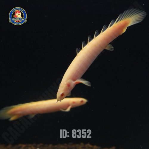 KHỦNG LONG ABINO - 120.000