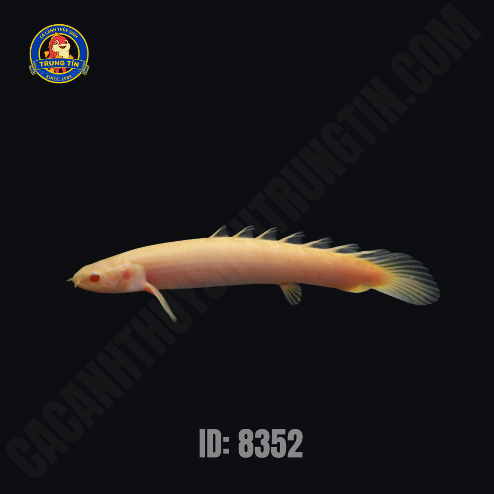 c-khng-long-albino-2