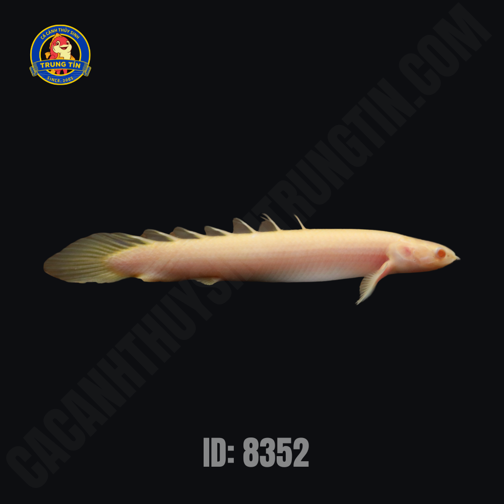 c-khng-long-albino-3