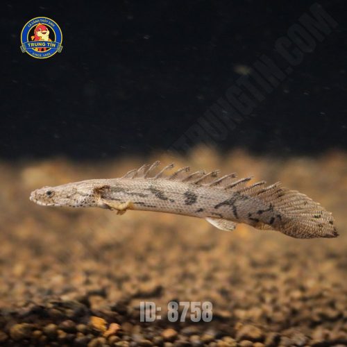 KHỦNG LONG HOÀNG ĐẾ NHỎ