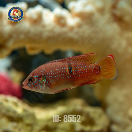 KIM CƯƠNG ĐỎ 60.000