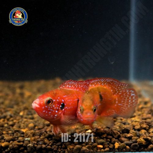 Kim Cương đỏ Short nhỏ