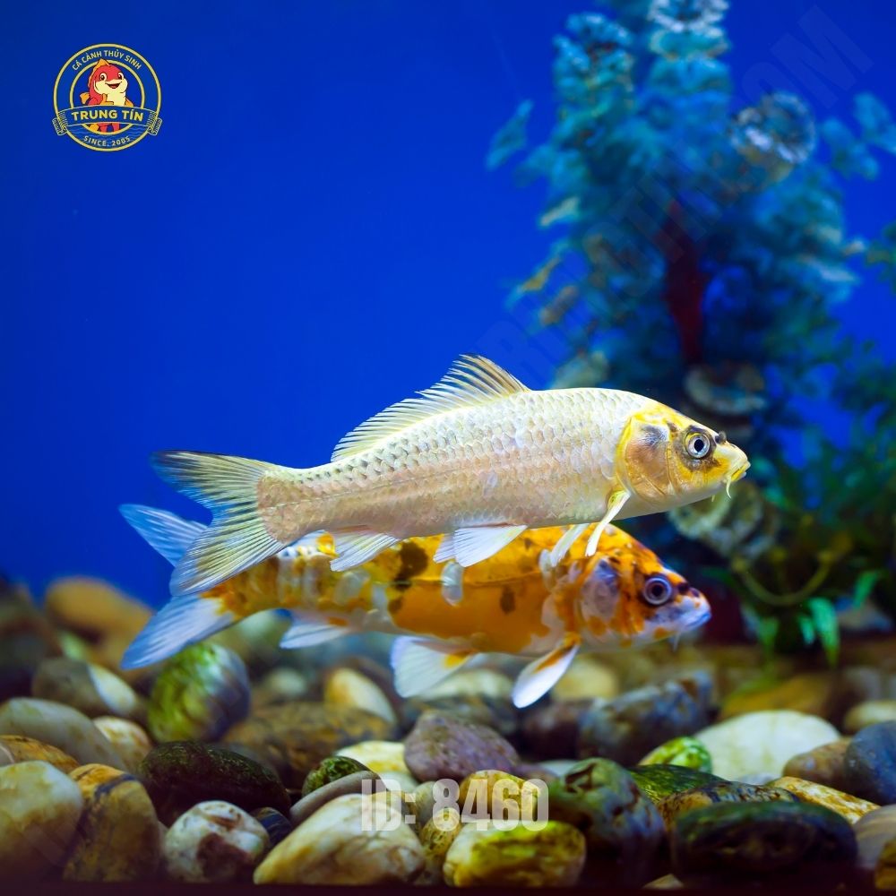 cá koi - Hình 3