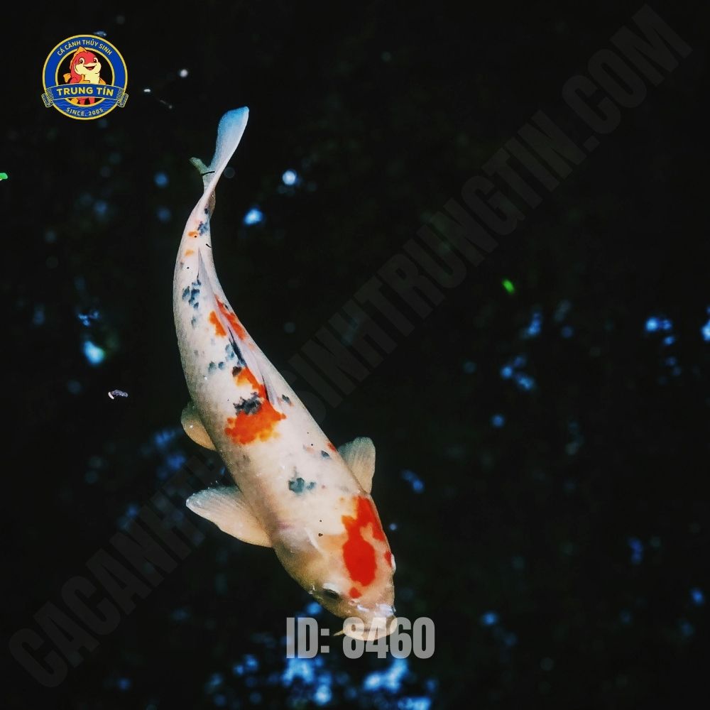 cá koi - Hình 4