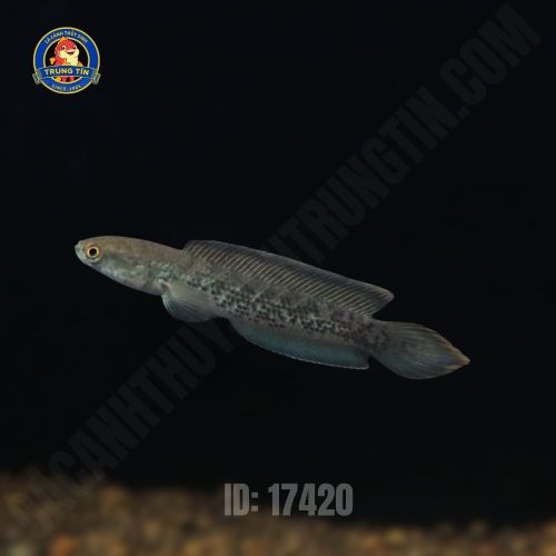 Cá lóc tiểu hoàng đế size 8-15cm