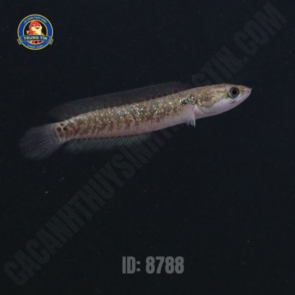 Lóc Trân Châu đen