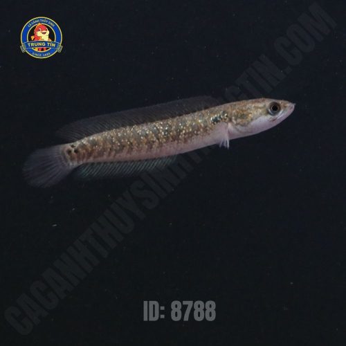 Lóc Trân Châu đen