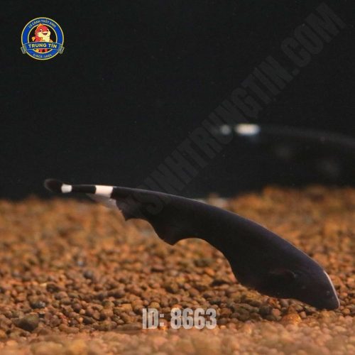 Cá lông gà ( Apteronotus albifrons) size 8 -10cm