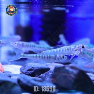 Cá mương hoa - Hình 1