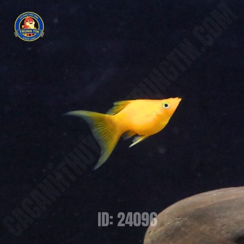 Cá molly vàng gold