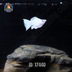 cá moly platium short - Hình 1