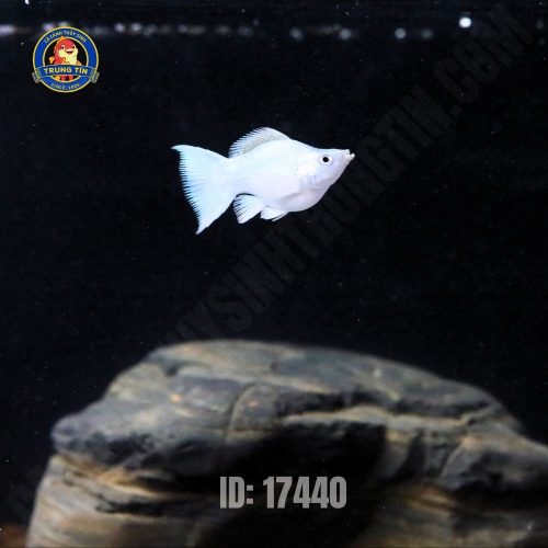 cá moly platium short - Hình 1