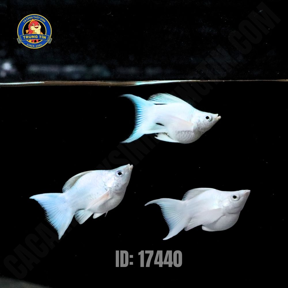 cá moly platium short - Hình 2