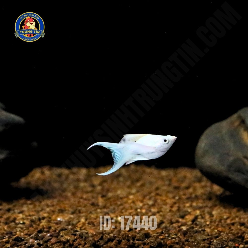 cá moly platium short - Hình 3