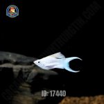 cá moly platium short - Hình 4