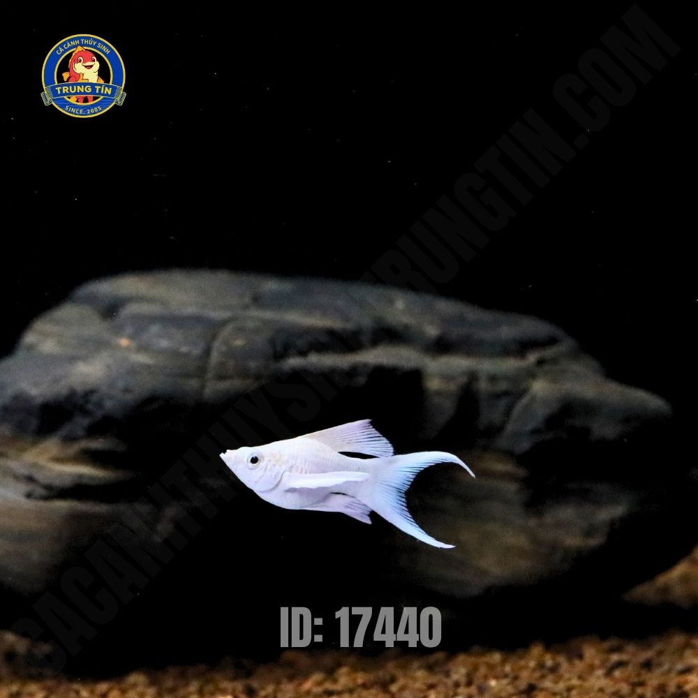 cá moly platium short - Hình 5