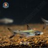 Cá mập đen cảnh mini 7-10cm
