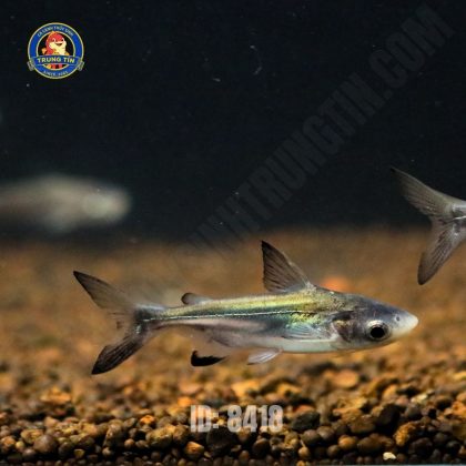 Cá mập đen cảnh mini 7-10cm