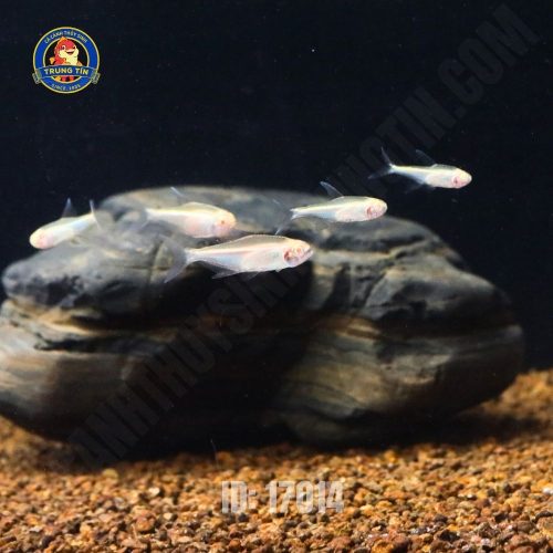 Cá neon vàng - Hình 1