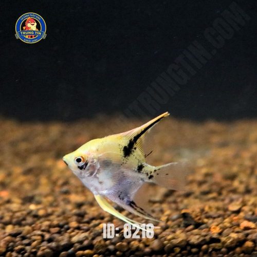 cá ông tiên mini - Hình 1