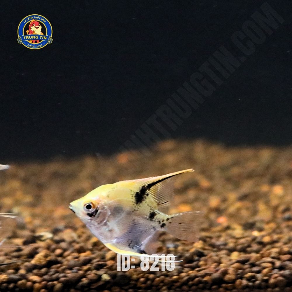 cá ông tiên mini - Hình 2