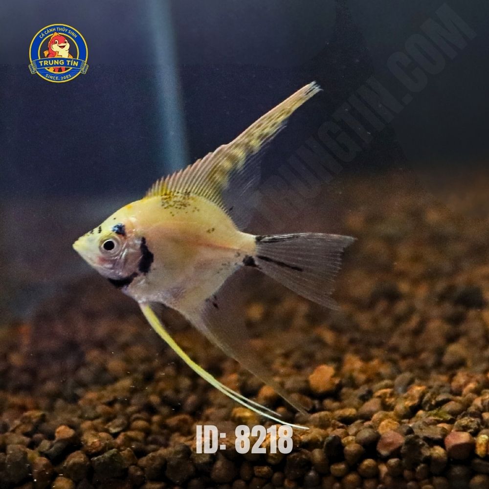 cá ông tiên mini - Hình 4