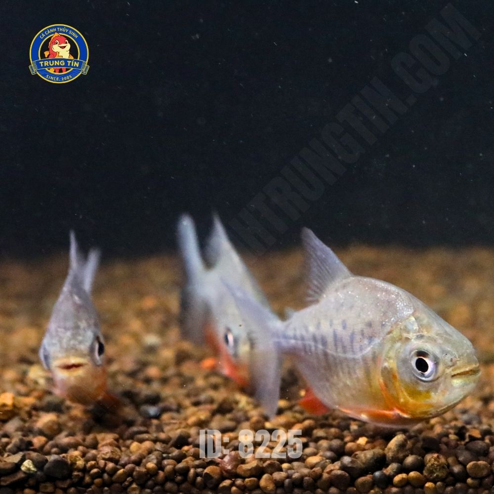Cá pacu đen mini - Hình 1