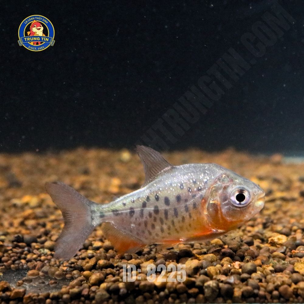 Cá pacu đen mini - Hình 2