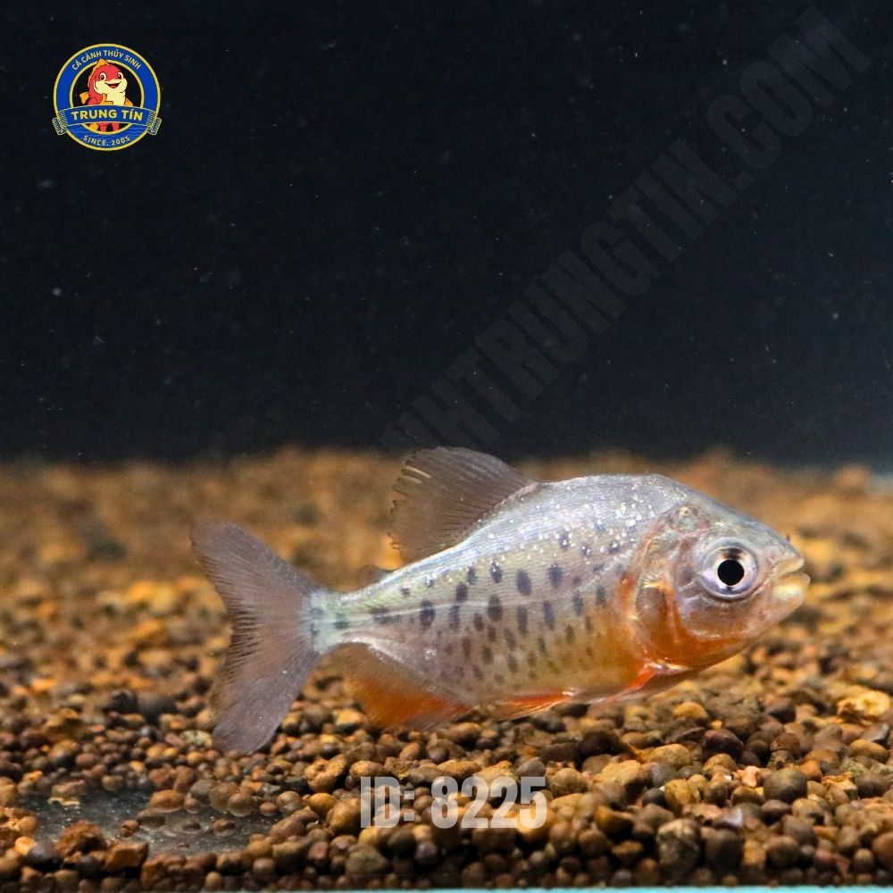 Cá pacu đen mini - Hình 3