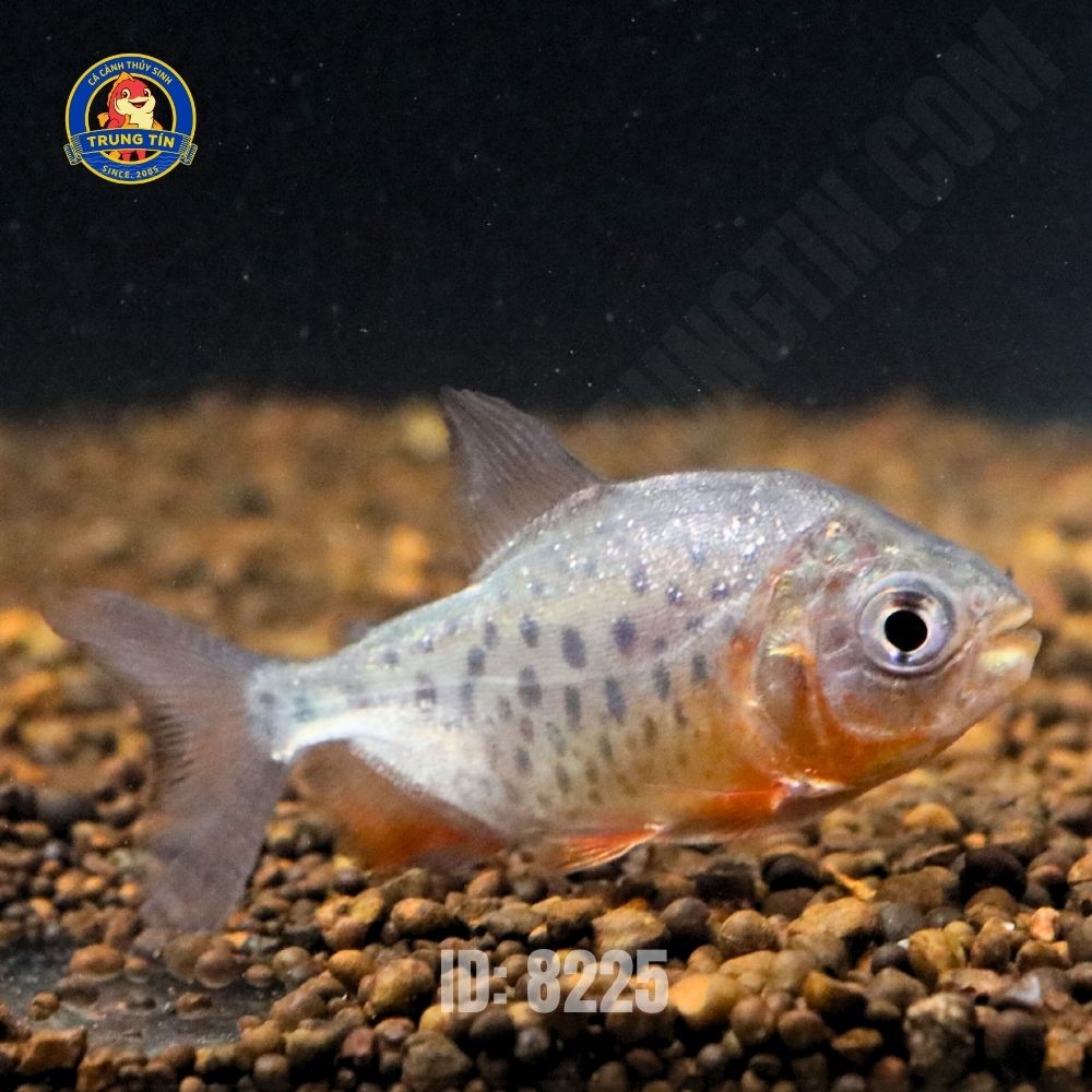 Cá pacu đen mini - Hình 4
