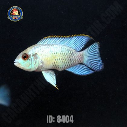 cá phượng hoàng đầu vuông - Hình 1