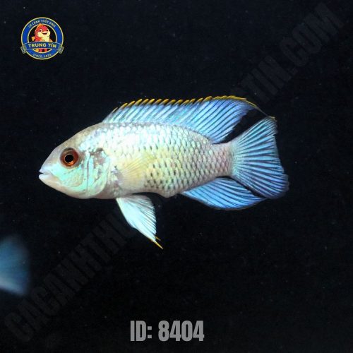 cá phượng hoàng đầu vuông - Hình 1