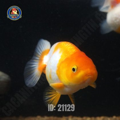 Cá ranchu size lớn - Hình 1