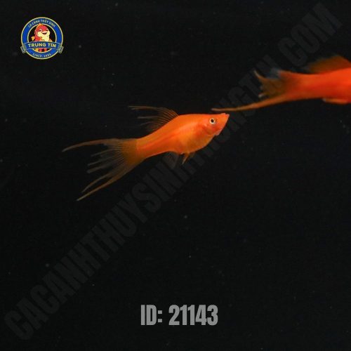 cá song kiếm đỏ - Hình 1
