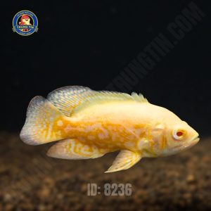 TAI TƯỢNG VÀNG 60.000