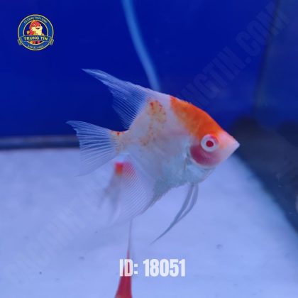 cá thần tiên koi - Hình 1