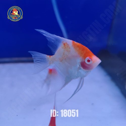 Ông Tiên Koi Abino lớn