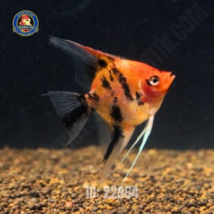 cá thần tiên red devil - Hình 1