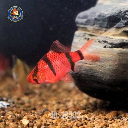 Xê can dạ quang đỏ sọc đen