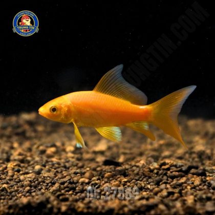 cá chép phi tần đỏ mini