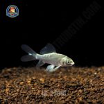 cá chép phi tần mèo vây xám