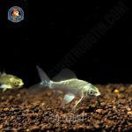 cá chép phi tần mèo vây xám