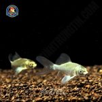 cá chép phi tần mèo vây xám