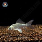 cá chép phi tần mèo vây xám