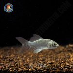 cá chép phi tần mèo vây xám