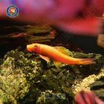 Cá nô lệ vàng - Hình 1