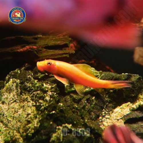 Cá nô lệ vàng - Hình 1
